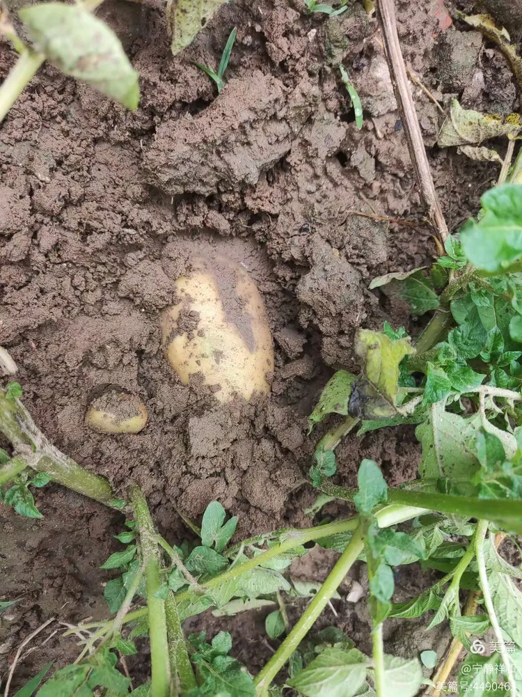 土豆长成记--大才九班